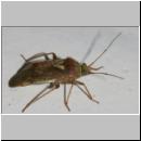 Lygus rugulipennis - Weichwanze 01.jpg